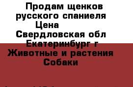 Продам щенков русского спаниеля › Цена ­ 4 000 - Свердловская обл., Екатеринбург г. Животные и растения » Собаки   